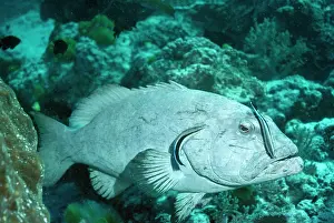 Labroides: Cleaner Fish - on Coral Cod