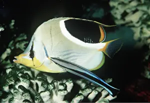 Cleaner: Cleaner fish / Wrasse - cleaning butterfly fish
