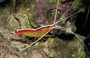 Lysmata: CLEANER SHRIMP