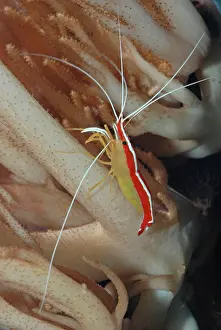 Stenopus: Cleaner Shrimp