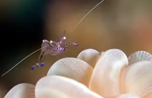 Periclimenes: Cleaner Shrimp