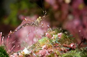Periclimenes: Cleaner Shrimp