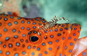 Cephalopholis: Cleaner Shrimp - cleaning Grouper (Cephalopholis miniata