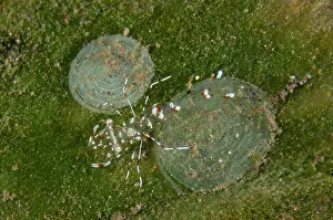 Spiral: Cleaner Shrimp - near egg spiral on green algae