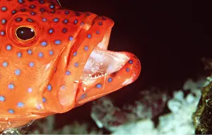 Grouper: Cleaner Shrimp (periclemenes sp.) cleaning Coral