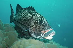 Sweetlips: Cleaner Wrasse - Cleaning the Spotted Sweetlip