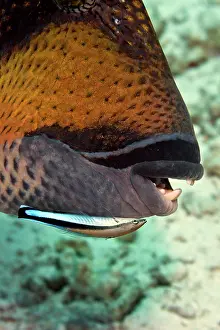 Wrasses: Cleaner Wrasse - cleaning Titan Triggerfish (Balistoides