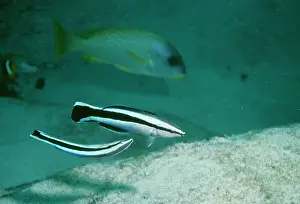 Wrasses: Cleaner WRASSE - mating display