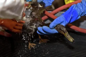 Washes: Cleaning a Bird