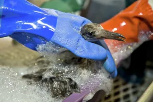 Washes: Cleaning a Bird