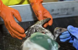 Washes: Cleaning a Bird