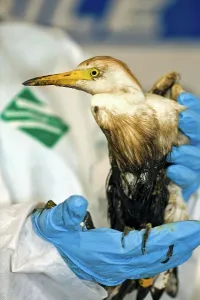 Washes: Cleaning a Bird