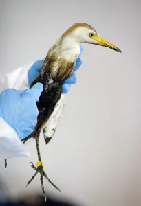 Washes: Cleaning a Bird