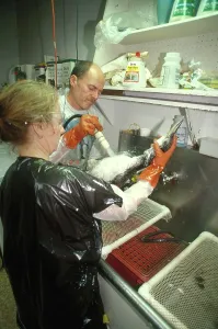 Workers: Cleaning Bird after Oil Spill