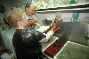 Workers: Cleaning Bird after Oil Spill