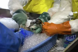 Washes: Cleaning a Duck