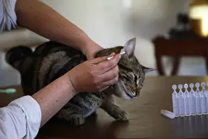 Cleaned: Cleaning the ear of a cat