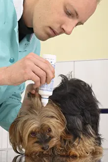 Exam: Cleaning the ears of a Yorkshire by the veterinarian
