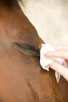 Cleanse: Cleaning the eye of Cheval France