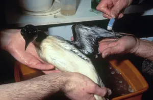 Soaked: Cleaning Guillemot after Oil Spill
