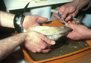 Soaked: Cleaning Guillemot after Oil Spill
