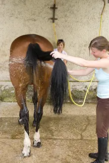 Backs: Cleaning Horse with jet France