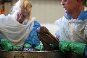 Decontamination: Cleaning Oiled Birds from BP Spill