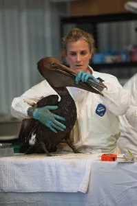 Decontamination: Cleaning Oiled Birds from BP Spill