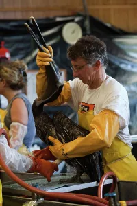 Decontamination: Cleaning Oiled Birds from BP Spill