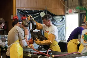 Decontamination: Cleaning Oiled Birds from BP Spill