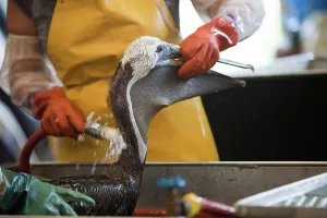 Decontamination: Cleaning Oiled Birds from BP Spill