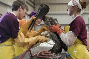 Rescue: Cleaning Oiled Pelicans in Louisiana