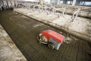 Stalling: Cleaning robot on the floor of a stall Italy