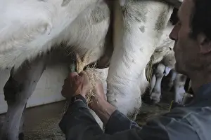 Chips: Cleaning the udder of a cow with wood chips France