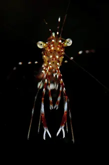Liberty: Clear Cleaner Shrimp