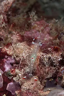 Cleaner: Clear Cleaner Shrimp