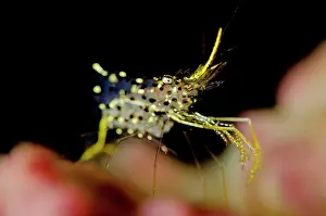Cleaner: Clear Cleaner Shrimp