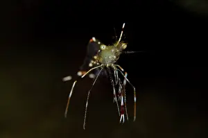 Cleaner: Clear Cleaner Shrimp