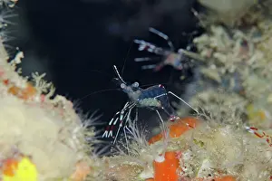Besar: Clear Cleaner Shrimp with eggs by hole on night