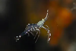 Timor: Clear Cleaner Shrimp - freeswimming - K41 dive site