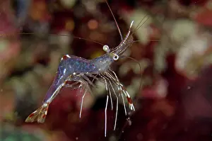 Lawa: Clear Cleaner Shrimp Gili Lawa Darat Island, north
