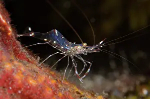 030822: Clear Cleaner Shrimp - Kubu, Tulamben, Karangasem Regency, B