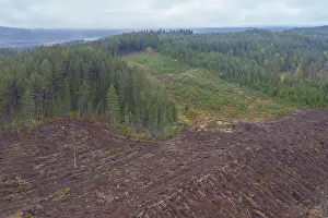 Clear: Clear cutting