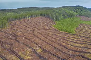 Clear: Clear cutting