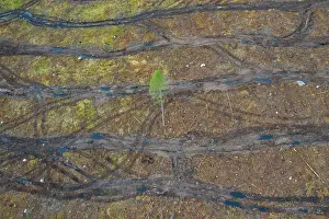 Clear: Clear cutting
