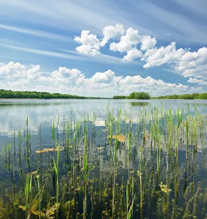 Lakeland: Clear lake with reeds surrounded by forest, cloudy