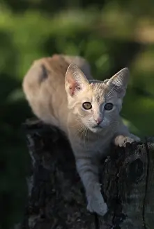 Surveillance: Clear red kitten alert on a strain