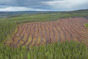 Logging: Clearcutting - traces of mechanical logging - Sweden