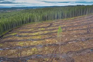 Logging: Clearcutting - traces of mechanical logging - Sweden