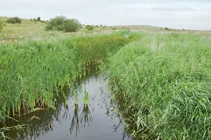Cleared: Cleared Channel in Reedbed